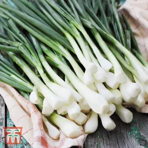 Spring Onion White Lisbon 1 Seed Packet (500 Seeds)