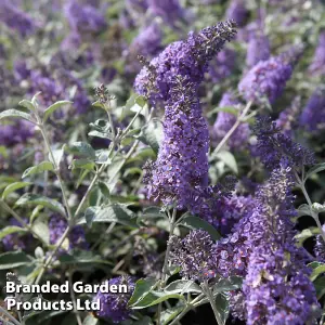 Buddleja Lochinch 9cm Potted Plant x 1