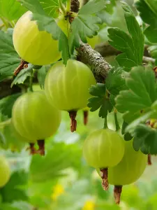 1 Green Gooseberry Plant / Ribes uva-crispa 'Invicta' 1-2ft ready to fruit 3FATPIGS