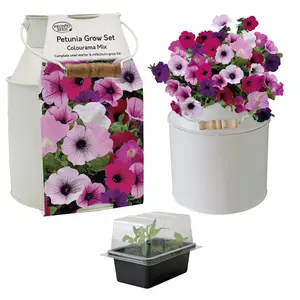 Pronto Seed Petunia Flower Growing Kit with Milkchurn Planter & Petunia Seeds - Gardening Gifts for Women & Men