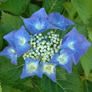 Hydrangea Teller Blue Garden Plant - Blue Mophead Flowers, Compact Size, Hardy (15-30cm Height Including Pot)