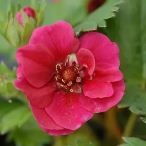 Strawberry (Fragaria) Summer Breeze Rose 9cm Pot x 3