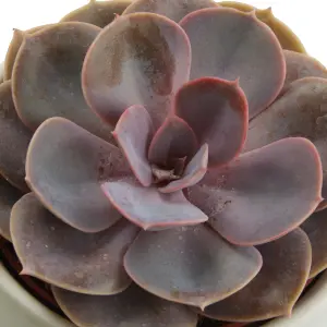 Verve Succulent in Ceramic Decorative pot 9cm