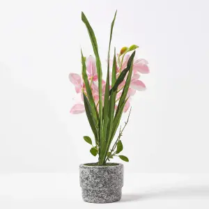 Homescapes Pink Orchid 58 cm Cymbidium in Cement Pot Extra Large, 2 Stems