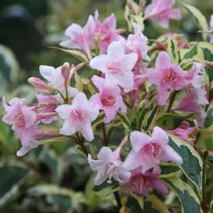 Florida Variegata Outdoor Shrub Plant Weigela 2L Pot