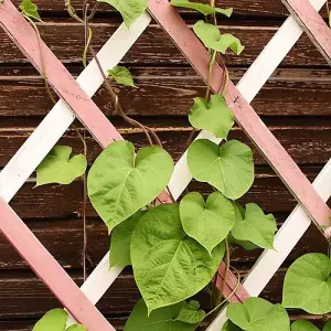 1ft x 6ft Expanding Wooden Garden Trellis - Robust Climbing Plant & Vegetable Support