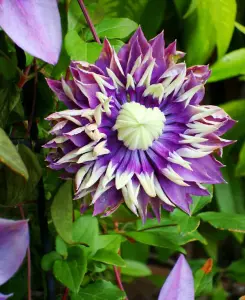 Clematis Taiga - A Stunning Climber supplied in a 9cm pot