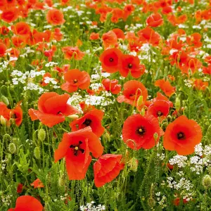 Poppy Field Poppy (Rhoeas) 1 Seed Packet (2800 Seeds)