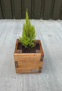 Simply Wood Churchill Square Planter Compact