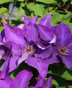 Clematis Lindsay - Huge Deep Purple Flowers On This Compact Climber - 1 X 7cm Pot