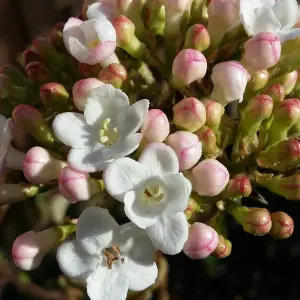 Viburnum Park Farm Hybrid - Compact Shrub, Attractive Foliage (20-30cm Height Including Pot)