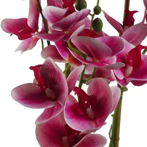 70cm Artificial Orchid Dark Pink with Black Planter