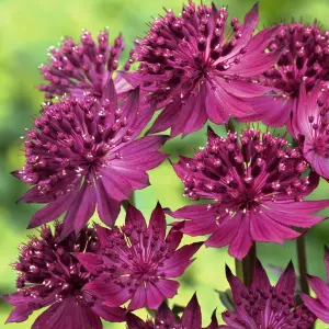 Astrantia Venice Burgundy - Masterwort, Perennial Plant (15-30cm Height Including Pot)