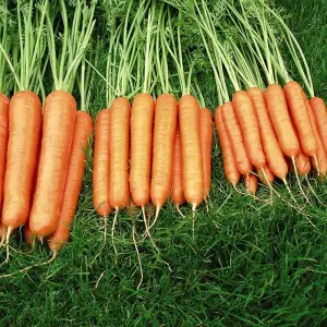 Carrot Sweet Candle F1 Hybrid 1 Seed Packet (250 Seeds)