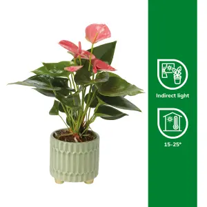 Verve Anthurium mix in Assorted cream or green Ceramic Decorative pot 9cm