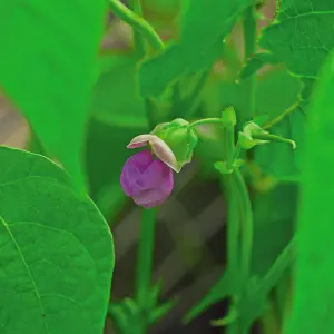 Dwarf Bush Bean Tendergreen 1 Seed Packet