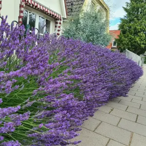 Lavender Lavandula intermedia 'Phenomenal' in a 2L Pot - Costal Plants for Gardens