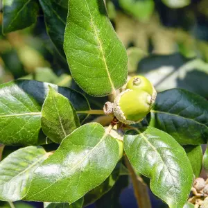 Quercus Ilex Tree - Evergreen Holm Oak Tree, Yellow Catkins, Hardy (5-6ft)