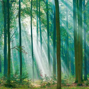 Grandeco Photographic Forest Sunlight Through Trees 3 panel repeatable mural 2.8 x 1.59m