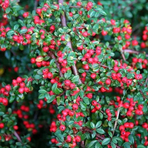 Cotoneaster Outdoor Shrub Plant Cotoneaster Horizontalis 2L Pot