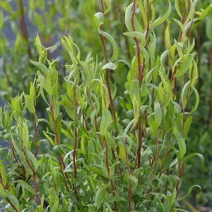 Salix babylonica 'Tortuosa' in 3 Litre Pot - Dragon's Claw Willow - 85-100cm in Height