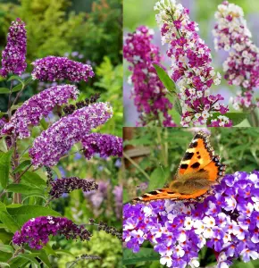 Buddleja 'Berries and Cream' Shrub in 9cm Pot - Lovely Two-Toned Flowers