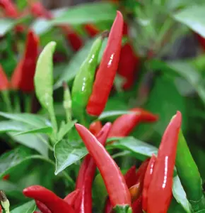 Chilli Pepper Krakatoa F1 Hybrid 1 Seed Packet (5 Seeds)