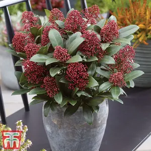 Shrub - Skimmia Japonica Rubella 9cm Potted Plant x 2