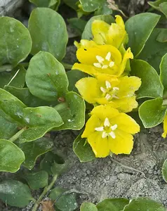 Lincolnshire Pond Plants Ltd Marginal Plants - Pond Plants (Lysimachia Nummularia)  - 3x Plugs