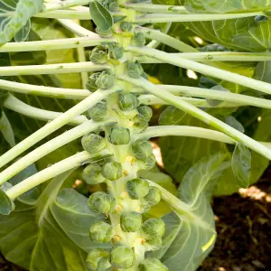 Brussel Sprout Cryptus F1 1 Seed Packet