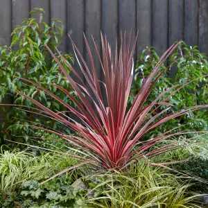 Cordyline Pair of Established Plants in 17cm Pots