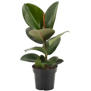 Ficus Robusta: Lustrous Leaf Indoor Plant, Effortless Care (30-40cm)