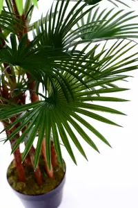 Best Artificial 4ft - 120cm Spider Finger Palm Tree