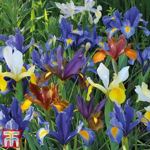 Iris Dutch Mixed Collection - 100 Bulbs