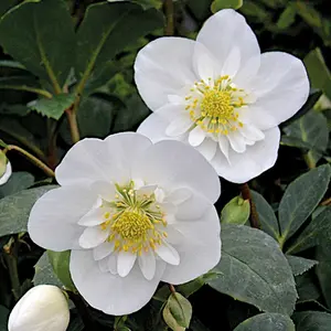 Helleborus Flowering Christmas Rose Hardy Plant for UK Gardens (20-30cm Height Including Pot)