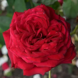 Loving Memory Rose Bush Red Flowering Roses Hybrid Tea Rose 4L Pot