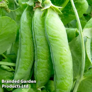 Pea Telephone 1 Seed Packet (200 Seeds)