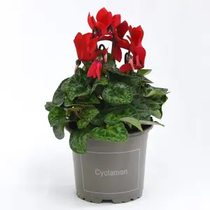 Gift Cyclamen Christmas Wish Red In Cream Zinc Pot