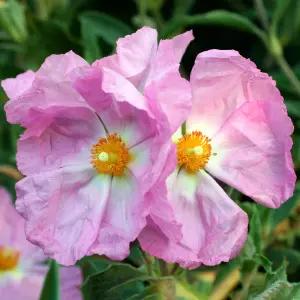 Cistus Silver Pink - Evergreen, Pink, White and Yellow Flowers, Compact Size (20-30cm Height Including Pot)