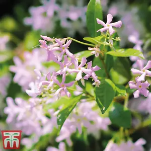 Star Jasmine - Trachelospermum asiaticum 'Pink Showers' - 9cm Potted Plant x 2