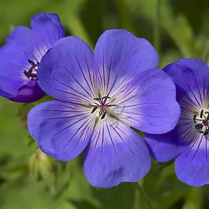 Hardy Geranium 'Rozanne' in a 2L Pot - RHS Plant of The Centenary - Drought Tolerant