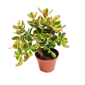 House Plant - Money Plant - Sunset - 12 cm Pot size - 20-30 cm Tall - Crassula Ovata - Indoor Plant