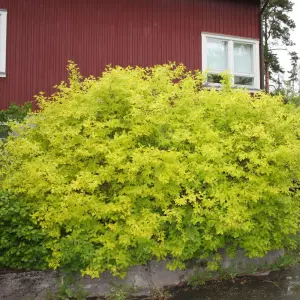 3 x Philadelphus Aureus Plants in 9cm Pots - Golden Mock Orange - Ready to Plant