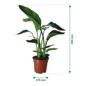 Verve Strelitzia in Terracotta Plastic Grow pot 17cm