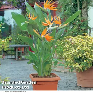 Houseplant Bird Of Paradise 13cm Pot x 2