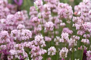 1 x Lavender 'BeeZee Pink' in 9cm Pot - Summer Colour for Scented Gardens