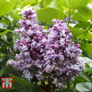 Syringa vulgaris Katherine Havemeyer 9cm Potted Plant x 1