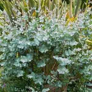 3 x Eucalyptus Gunnii in 9cm Pots - Aromatic Foliage - Evergreen Shrubs