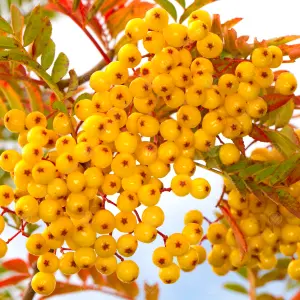 Sorbus Joseph Rock Tree - Yellow Berried Mountain Ash, Ornamental, Hardy (5-6ft)