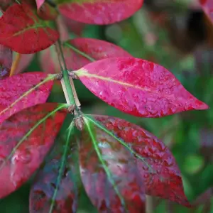 Euonymus Alatus Garden Shrub - Attractive Autumn Color, Green Foliage, Compact Size, Hardy (15-30cm Height Including Pot)